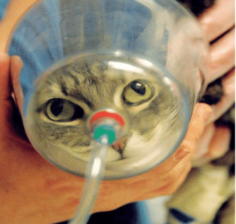 Lemmikit, joilla on astma, COPD ja sydänsairaus: Voiko happi auttaa?